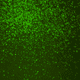 Magnified image showing microbes revived from 101.5-million-year-old sediment.